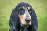Basset Bleu De Gascogne Dogs Breed | Facts, Information and Advice | Pets4Homes