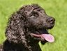 Perro de Agua Irlandés Dogs Raza | Datos, Aspectos destacados y Consejos de compra | MundoAnimalia