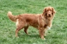 Nova Scotia Duck Tolling Retriever Dogs Breed | Facts, Information and Advice | Pets4Homes