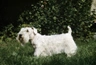 Sealyhamský teriér Dogs Informace - velikost, povaha, délka života & cena | iFauna
