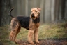 Airedale Terrier Dogs Breed | Facts, Information and Advice | Pets4Homes