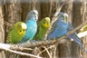 Andulka vlnkovaná Birds Informace - velikost, povaha, délka života & cena | iFauna