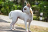 Chihuahua Dogs Raza - Características, Fotos & Precio | MundoAnimalia