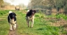 Wetterhoun Dogs Ras: Karakter, Levensduur & Prijs | Puppyplaats