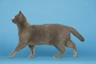 Kartouzská kočka Cats Informace - velikost, povaha, délka života & cena | iFauna