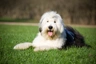 Bobtail Dogs Razza - Prezzo, Temperamento & Foto | AnnunciAnimali