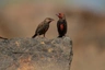 Astrild rudokrký Birds Plemeno / Druh: Povaha, Délka života & Cena | iFauna
