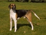 Foxhound Americano Dogs Raza | Datos, Aspectos destacados y Consejos de compra | MundoAnimalia