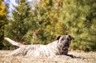 Perro de Presa Canario Dogs Informace - velikost, povaha, délka života & cena | iFauna