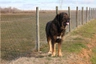 Španělský mastin Dogs Informace - velikost, povaha, délka života & cena | iFauna