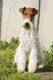 Fox Terrier Dogs Razza - Prezzo, Temperamento & Foto | AnnunciAnimali