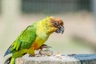 Pyrura říční Birds Informace - velikost, povaha, délka života & cena | iFauna