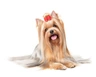 Jorkšírský teriér Dogs Informace - velikost, povaha, délka života & cena | iFauna