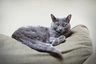 Korat Cats Breed - Information, Temperament, Size & Price | Pets4Homes