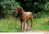 Braco Húngaro de Pelo Corto Dogs Raza - Características, Fotos & Precio | MundoAnimalia