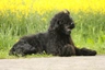 Portuguese Water Dog Dogs Breed | Facts, Information and Advice | Pets4Homes