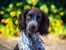 Sprocker Spaniel Dogs Breed - Information, Temperament, Size & Price | Pets4Homes