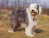 Old English Sheepdog Dogs Ras: Karakter, Levensduur & Prijs | Puppyplaats