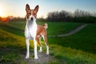 Basenji Dogs Informace - velikost, povaha, délka života & cena | iFauna
