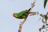 Latam vlaštovčí Birds Informace - velikost, povaha, délka života & cena | iFauna