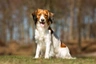 Kooikerhondje Dogs Breed | Facts, Information and Advice | Pets4Homes