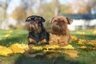 Grifonek bruselský Dogs Plemeno / Druh: Povaha, Délka života & Cena | iFauna