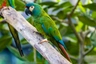 Ara marakána Birds Informace - velikost, povaha, délka života & cena | iFauna