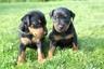 Pinscher Miniatura Dogs Raza | Datos, Aspectos destacados y Consejos de compra | MundoAnimalia