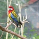 Rosela pestrá nádherná Birds Informace - velikost, povaha, délka života & cena | iFauna