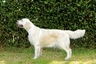 Golden Retriever Dogs Breed - Information, Temperament, Size & Price | Pets4Homes