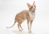Cornish Rex Cats Informace - velikost, povaha, délka života & cena | iFauna