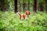Welsh Springer Spaniel Dogs Raza | Datos, Aspectos destacados y Consejos de compra | MundoAnimalia
