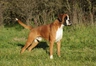 Německý boxer Dogs Informace - velikost, povaha, délka života & cena | iFauna