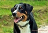 Appenzellský salašnický pes Dogs Informace - velikost, povaha, délka života & cena | iFauna