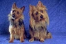 Australische Terriër Dogs Ras: Karakter, Levensduur & Prijs | Puppyplaats