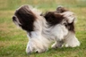 Polish Lowland Sheepdog Dogs Breed | Facts, Information and Advice | Pets4Homes