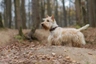 Schotse Terriër Dogs Ras: Karakter, Levensduur & Prijs | Puppyplaats
