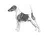 Fox Terrier Dogs Breed - Information, Temperament, Size & Price | Pets4Homes
