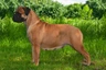 Bullmastiff Dogs Breed | Facts, Information and Advice | Pets4Homes