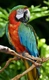 Ara harlekýn Birds Informace - velikost, povaha, délka života & cena | iFauna