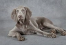 Weimaraner Dogs Breed | Facts, Information and Advice | Pets4Homes