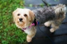 Morkie Dogs Breed - Information, Temperament, Size & Price | Pets4Homes