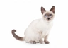 Thai Cats Raza | Datos, Aspectos destacados y Consejos de compra | MundoAnimalia
