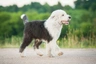 Old English Sheepdog Dogs Breed - Information, Temperament, Size & Price | Pets4Homes