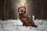 Alpský jezevčíkovitý brakýř Dogs Informace - velikost, povaha, délka života & cena | iFauna