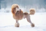 Standard Poodle Dogs Breed | Facts, Information and Advice | Pets4Homes