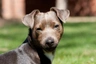 Patterdale Terrier Dogs Razza - Prezzo, Temperamento & Foto | AnnunciAnimali