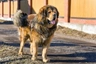 Tibetaanse Mastiff Dogs Ras: Karakter, Levensduur & Prijs | Puppyplaats