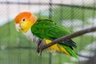 Amazónek bělobřichý Birds Plemeno / Druh: Povaha, Délka života & Cena | iFauna
