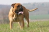 Bullmastiff Dogs Ras: Karakter, Levensduur & Prijs | Puppyplaats